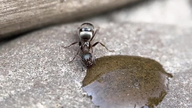 ant drinking water macro close-up insect nature