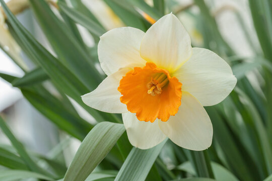 Large-cupped daffodil blossom with orange corona and white tepals. Narcissus classification group 2.