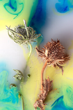 Getrocknete Distelblumen als Wandbild fotografiert in Wasserbad und künstlerischen Effekten durch Tinte und Milch