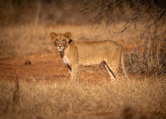 Obraz premium Lion cub in the wild