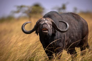  cape buffalo in the savannah © Edward