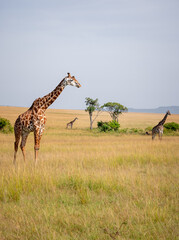 Mara giraffes in the savannah