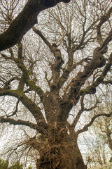Bare tree branches under cloudy sky in early spring season
