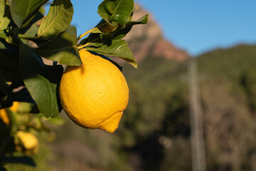 Lemon ripening on the tree in the middle of nature..In the background we can see some mountains..Close up, with a bit of blur.