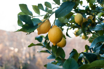 Yellow lemons and green lemons on the tree in the middle of nature, the tree shows the dryness of...