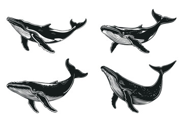 Set of Whale Clipart Illustration