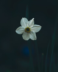 Obraz na płótnie Canvas Closup macro photo of a White daffodil flower