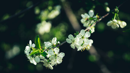 Closup photo of a blooming sour cherry tree
