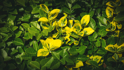Yellow and green leaves of a Euonymus fortunei Sunshine