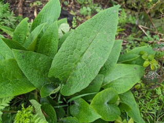 Leaves of Comfrey (Symphytum)