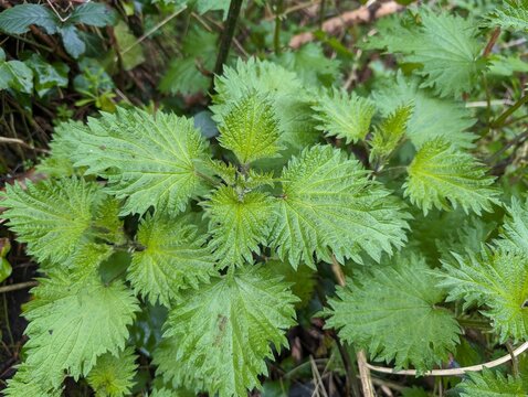 Leaves of Common Stinging Nettle (Urtica dioica)