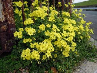 オオキバナカタバミ