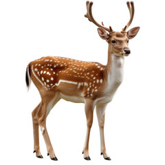Fototapeta premium deer isolated on white. 
