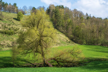 View of a small valley in Franconian Switzerland near Thuisbrunn/Germany on a sunny spring day