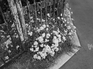 オオキバナカタバミ