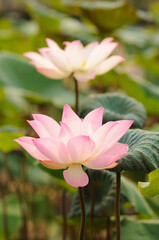 Blooming Pink Lotus