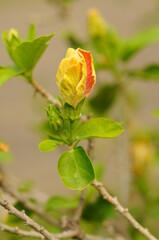 A Hybrid Hibiscus Bud