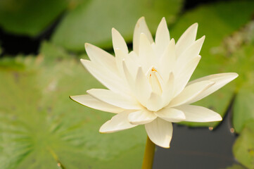 A Blooming White Water Lily in a Pond