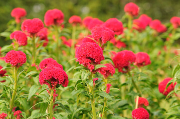 Blooming Red Cockscomb Flowers