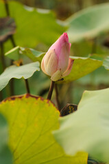 A Pink Lotus Bud in the Morning Sun