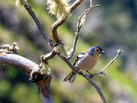 Madeira chaffinch (Fringilla coelebs maderensis) at the Balcoes viewpoint near Ribeiro Frio on Madeira Island