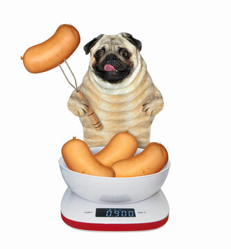 Dog pug near kitchen scale with sausages