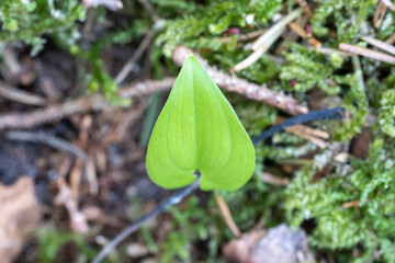 First Green Leaves Paint Forest with Vivid Tender Green Hues of Spring.