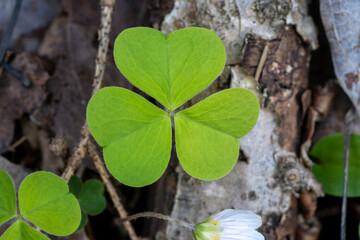 First Green Leaves Paint Forest with Vivid Tender Green Hues of Spring.