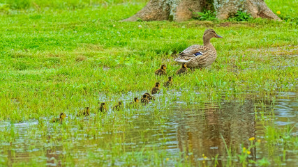 Mallard Ducklings Following Mom