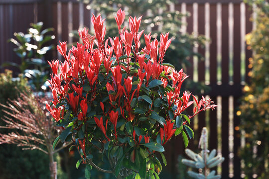 Photinia Red Robin" Images  Browse 245 Stock Photos, Vectors, and Video |  Adobe Stock