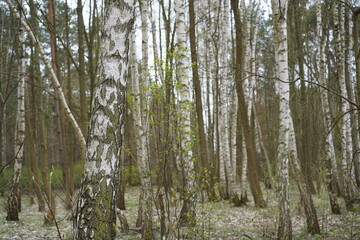 Birken in einem Wald in Berlin