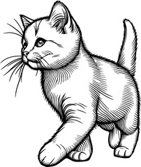 black and white cat kitten illustration