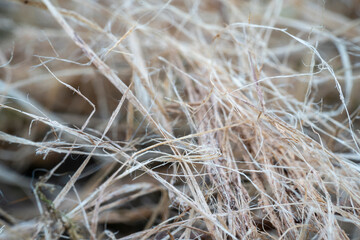 Close Up View of Dry Grass Reveals Intricate Texture and Color Variations.