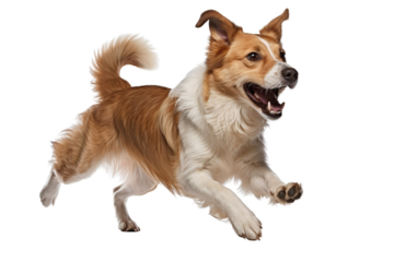 Border collie puppy running and playing isolated on white background cutout