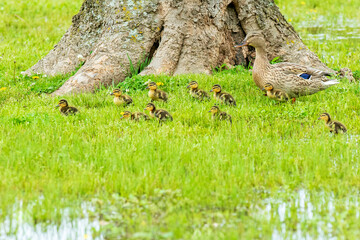 Mallard Hen Walking with Ducklings