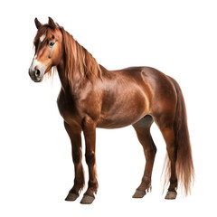 Portrait of a brown horse standing with long mane, isolated on transparent background cutout