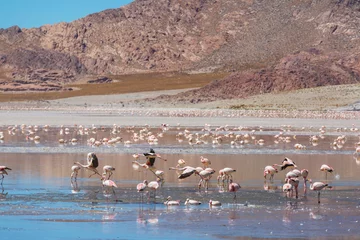 Foto op Canvas Flamingo in Bolivia © Galyna Andrushko