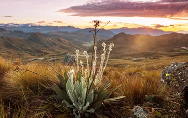 Foto op Plexiglas Plants in Colombia © Galyna Andrushko