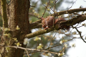 Ruda wiewiórka na drzewie je orzecha
