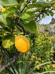 lemon at the lemon tree in menton