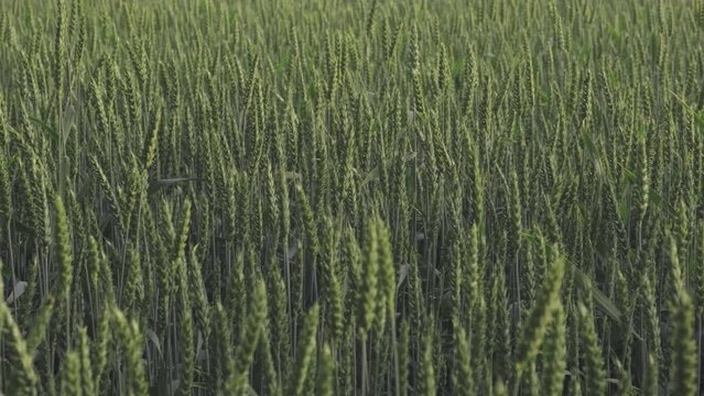A vast field of Khorasan wheat, a type of terrestrial plant in the grass family, growing in the sun within an ecoregion with a natural landscape of meadows and prairies