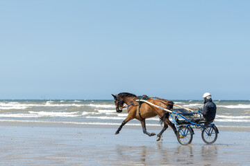 Cheval attelé au trot avec son jockey sur une plage de Normandie - obrazy, fototapety, plakaty