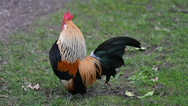 Holl&auml;ndisches Zwerghuhn auf der Weide kr&auml;ht