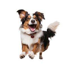 Happy  Dog Smiling Close-up png
