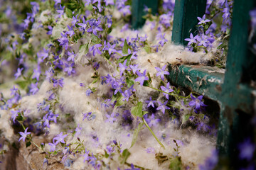 Bellflowers coverd by a poplar fluff