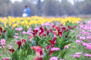 Beautiful colorful red-orange and purple Zantedeschia  in springtime,commonly known as calla lily and arum lily .