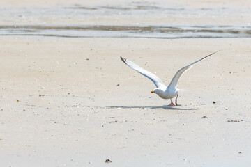 Mouette goëland en train de décoller et survolant une plage au ras du sol