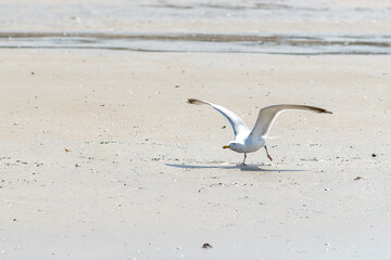 Fototapeta na wymiar Mouette goëland en train de décoller et survolant une plage au ras du sol