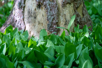 Lilyes of the Valley in Spring Forest Growing Around Tree.