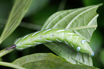 Sphingidae caterpillar wearing incredible big eyes - 773227973
